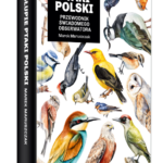 Głupie ptaki Polski. Przewodnik świadomego obserwatora