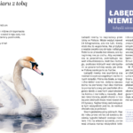 Głupie ptaki Polski. Przewodnik świadomego obserwatora