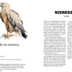 Głupie ptaki Polski. Przewodnik świadomego obserwatora