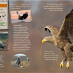 Ptaki. Przewodnik młodego przyrodnika