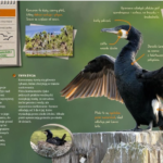 Ptaki. Przewodnik młodego przyrodnika