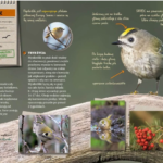 Ptaki. Przewodnik młodego przyrodnika