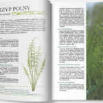 Polskie zioła lecznicze i uzdrawiające